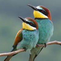 birds