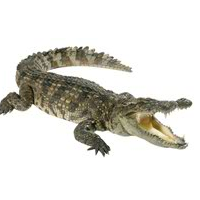 crocodile