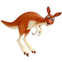 kangaroo