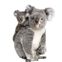 koala