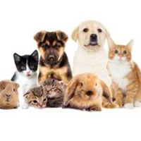 pets